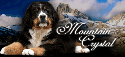 BERNESE MOUNTAIN DOG - MOUNTAIN CRYSTAL KENNEL